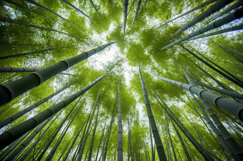 阳光透过绿色的竹子照射植物自然风景景色,高清,摄影图,摄影图片,图片大全,摄影图免费下载